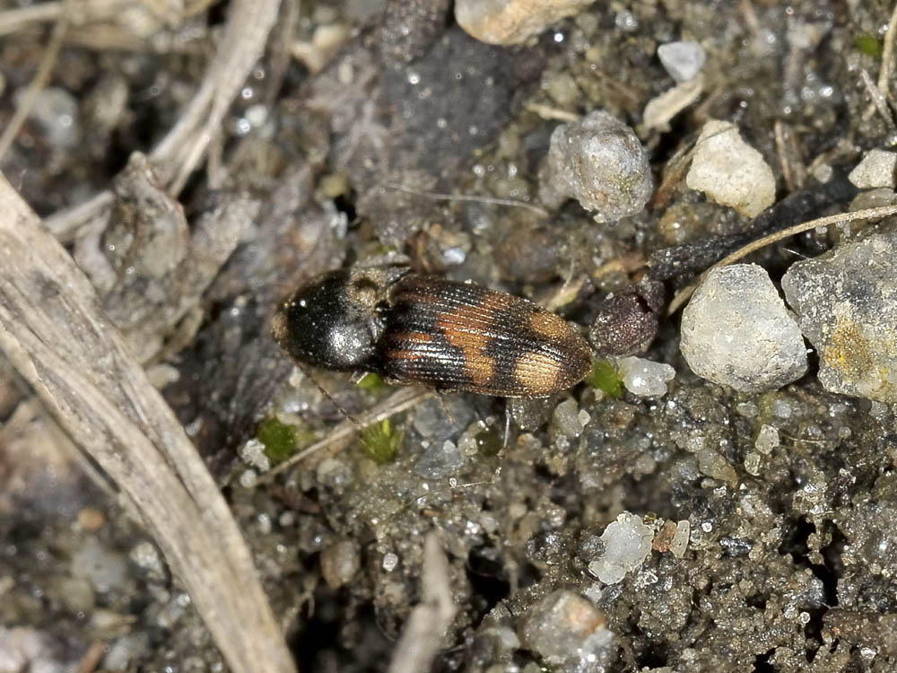 Drasterius bimaculatus (Elateridae)
